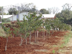 Distrito já possui um cortinamento vegetal e receberá cerca